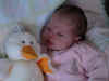 piper duck.jpg (79376 bytes)
